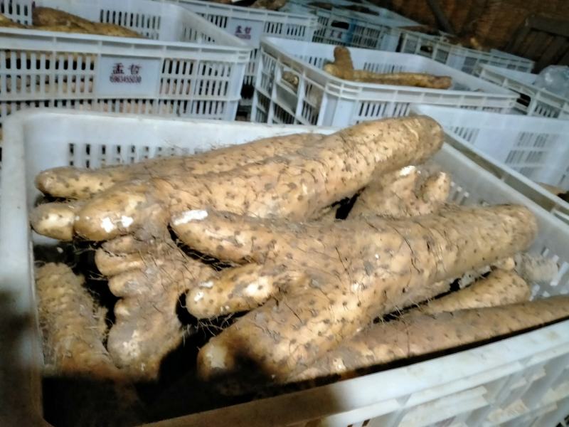 山药大落价牛腿山药扁产！