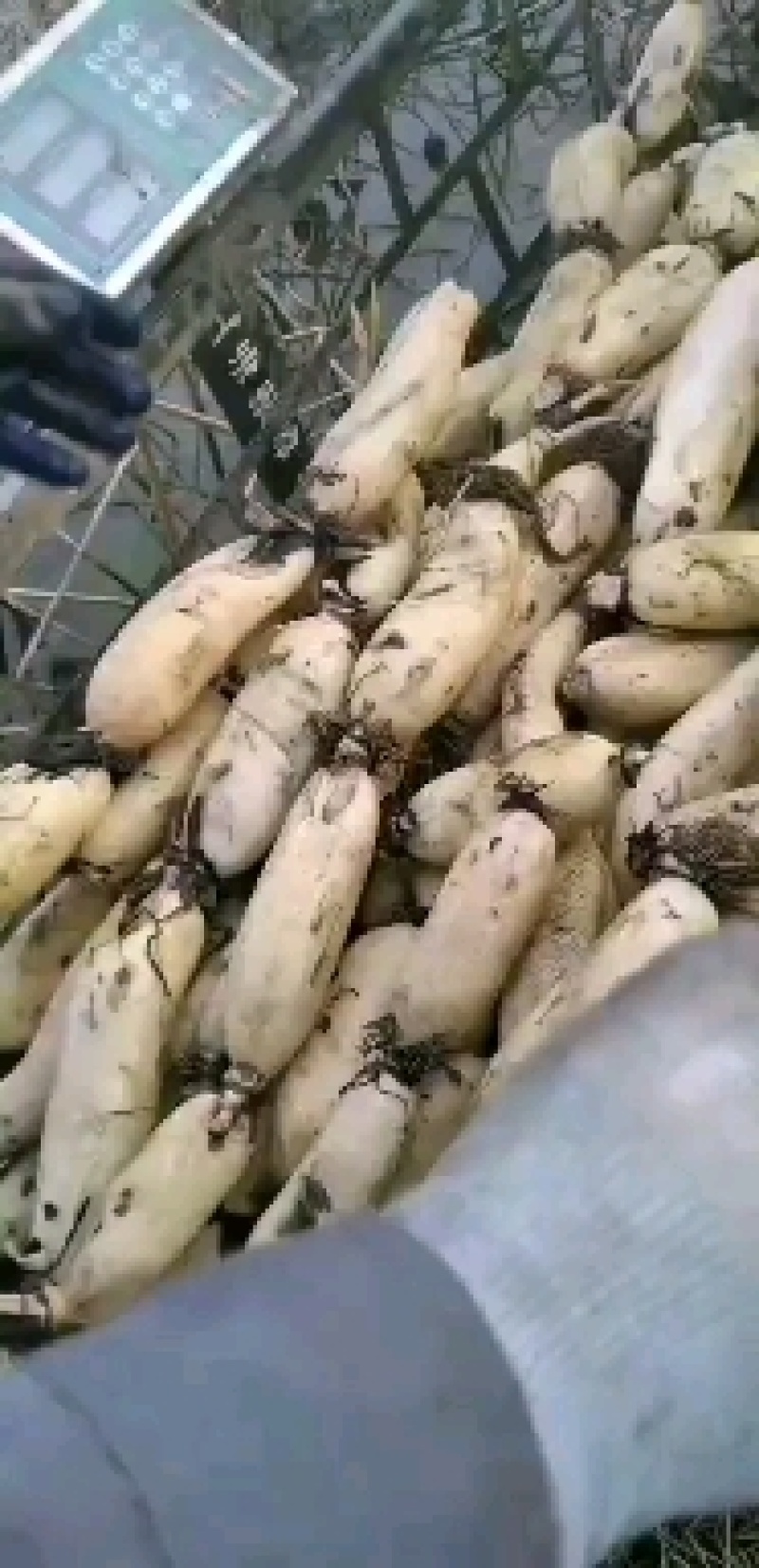 莲藕，精品莲藕，超市直达，装箱发货，货源稳定，量大优惠