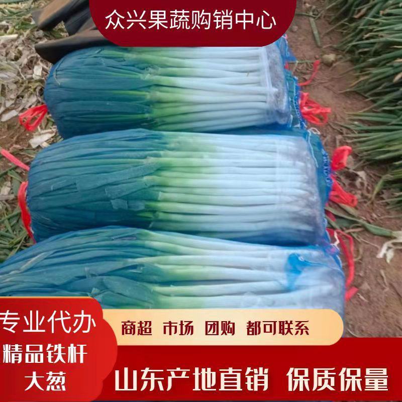 【货源充足】葱江苏南通铁杆钢葱毛葱的产地直供加工厂直发