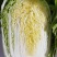 精品优质无公害蔬菜黄心大白菜现货大量上巿