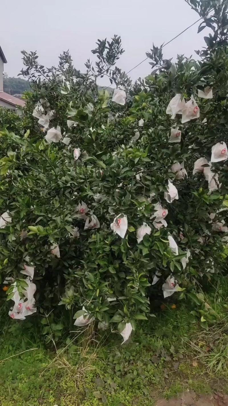血橙