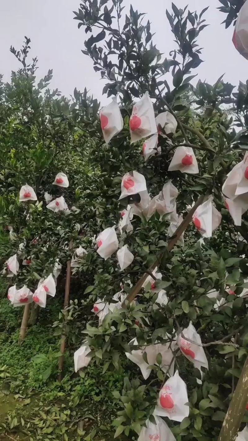 血橙