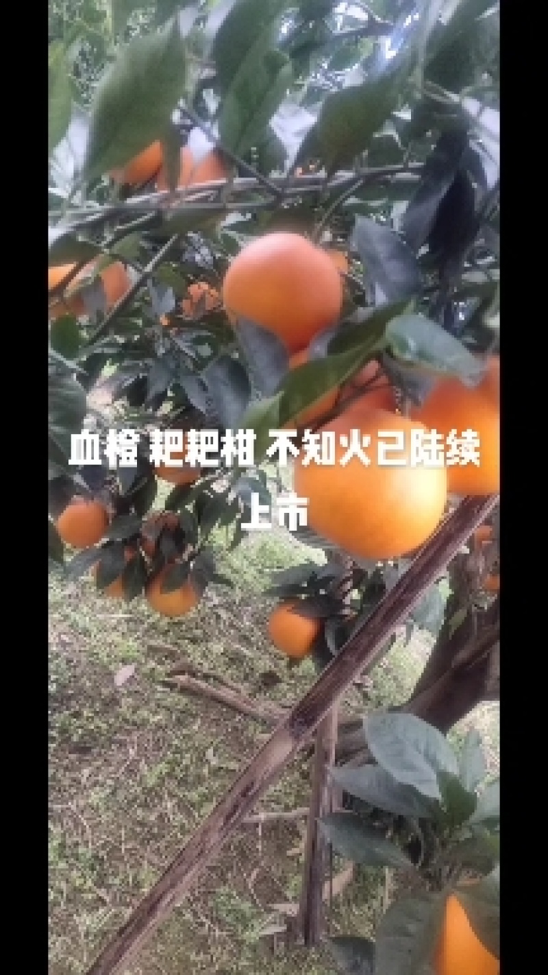 血橙