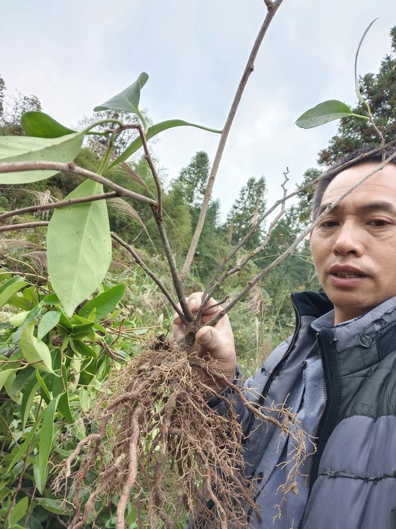 大甩卖三年黑老虎苗（布福娜）三年苗全是移植苗粗壮根多。