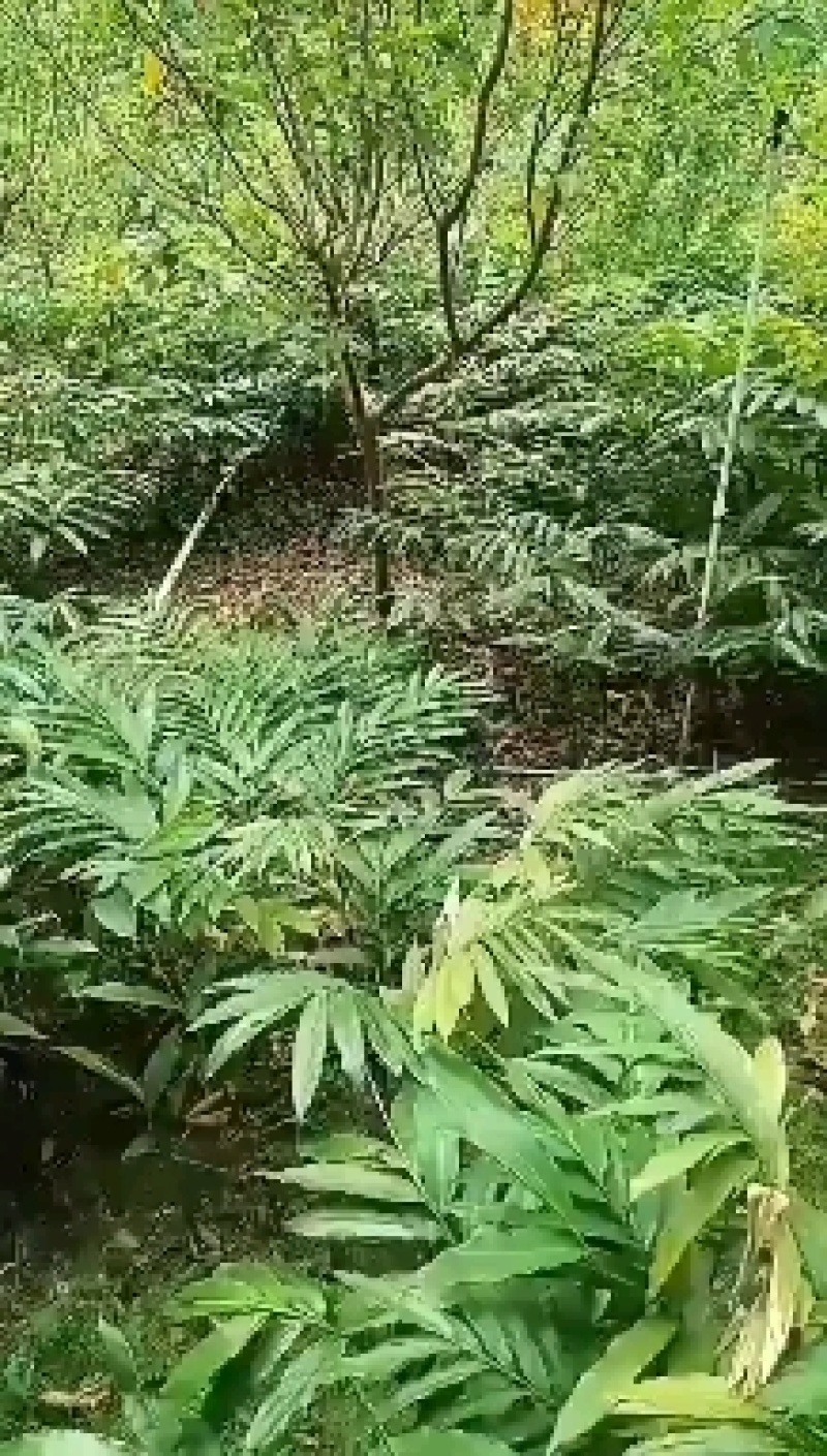 阳春市砂仁苗砂仁苗特靓品种产地直销，欢迎大家咨询