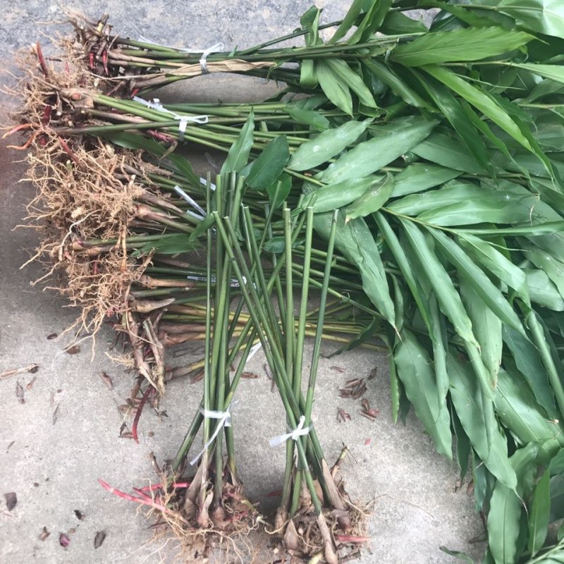 阳春市砂仁苗砂仁苗特靓品种产地直销，欢迎大家咨询