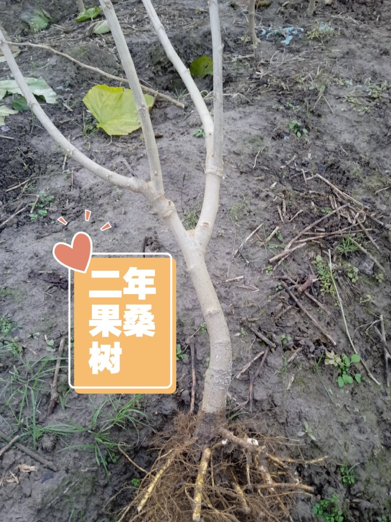 当年挂果2年小树无籽大十台湾长果白长果桑四季果桑