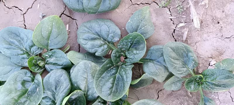 河南杞县通许趴地黑小圆叶菠菜大量上市，欢迎各位老板采购