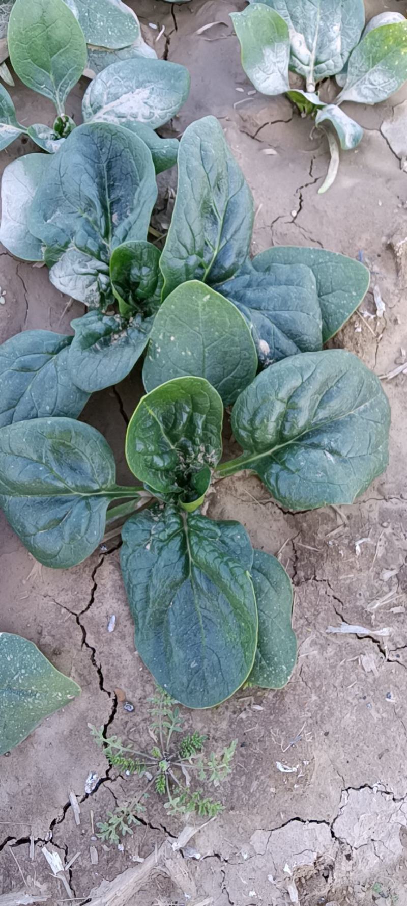 河南杞县通许趴地黑小圆叶菠菜大量上市，欢迎各位老板采购