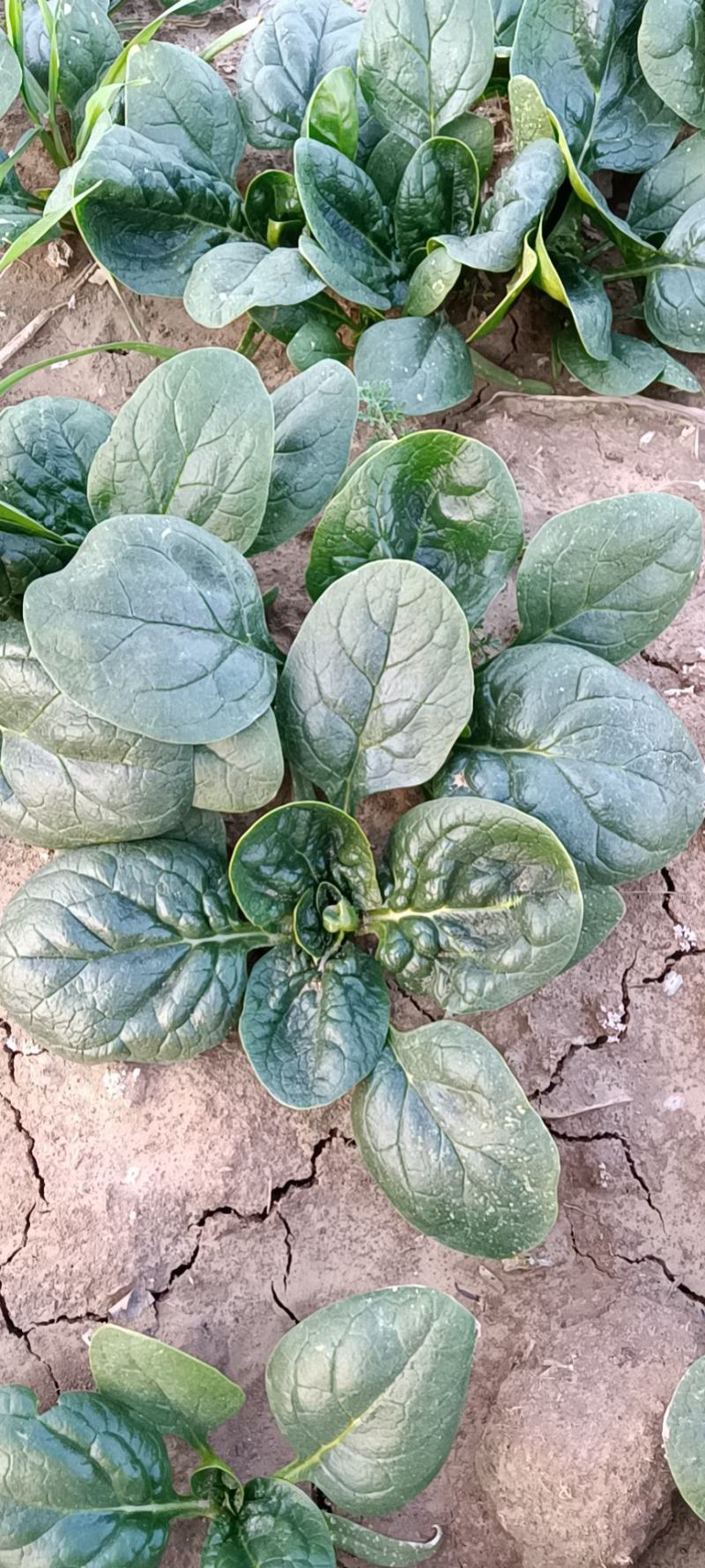 河南杞县通许趴地黑小圆叶菠菜大量上市，欢迎各位老板采购