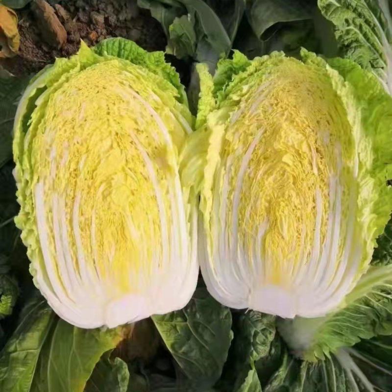 优选大白菜，产地直发，货源充足，品质保证，诚信代办，