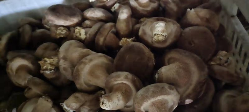 电商大集超市促销引流香菇4公分以上包度特别好