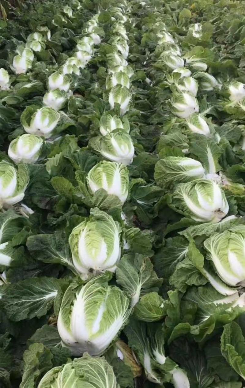 优选大白菜，产地直发，货源充足，品质保证，诚信代办，