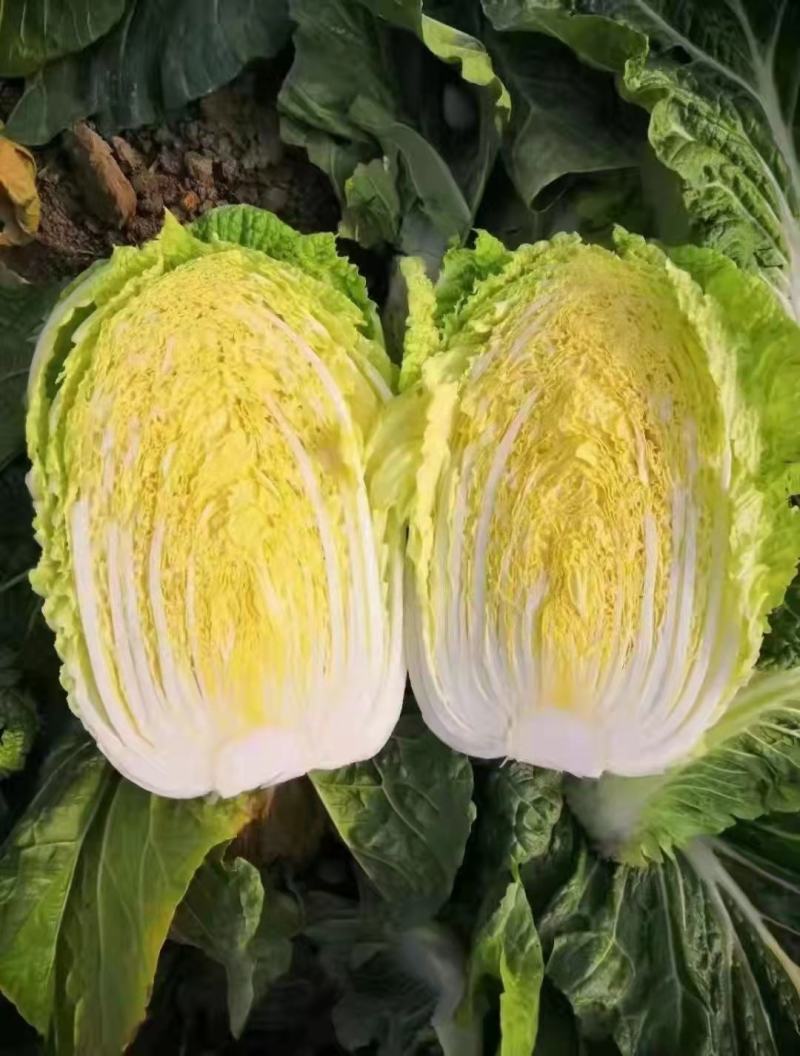 优选大白菜，产地直发，货源充足，品质保证，诚信代办，