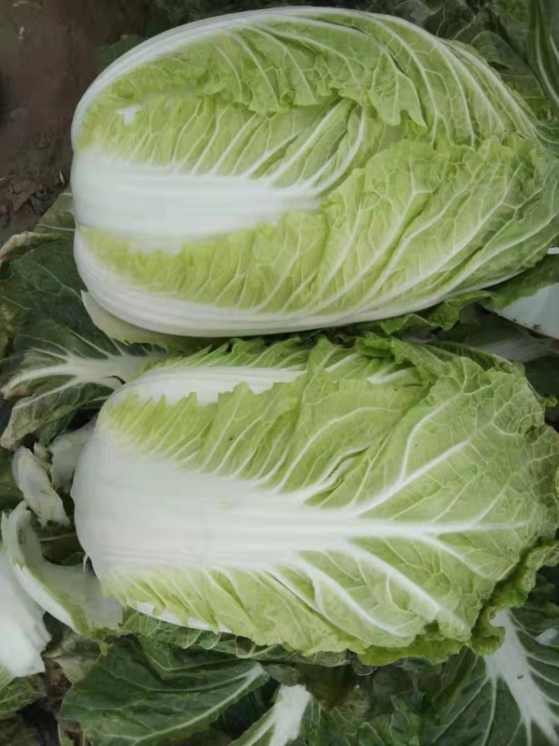 优选大白菜，产地直发，货源充足，品质保证，诚信代办，