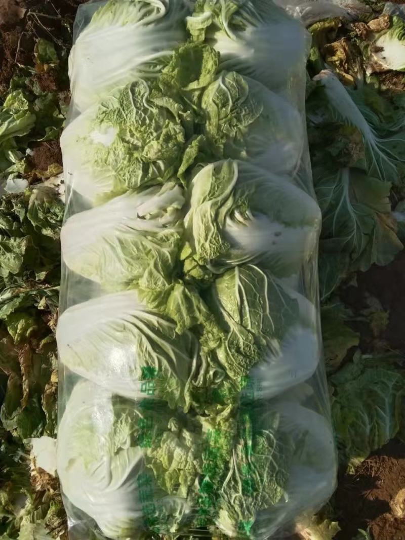 优选大白菜，产地直发，货源充足，品质保证，诚信代办，