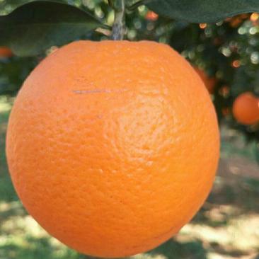 橙子，纽何尔脐橙特早纽荷产地批发，看货采摘皮毛光滑细嫩