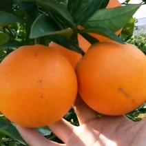 【热卖】纽纽荷尔脐橙，纯甜橙子江边果大皮薄口感纯甜水分足