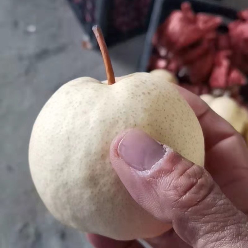 蒲城冷库酥梨供货～皮薄多汁，果面白，口感酥脆甜……
