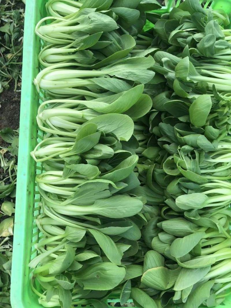 南通本地上海青，品相优良，价格实惠，货量充足，