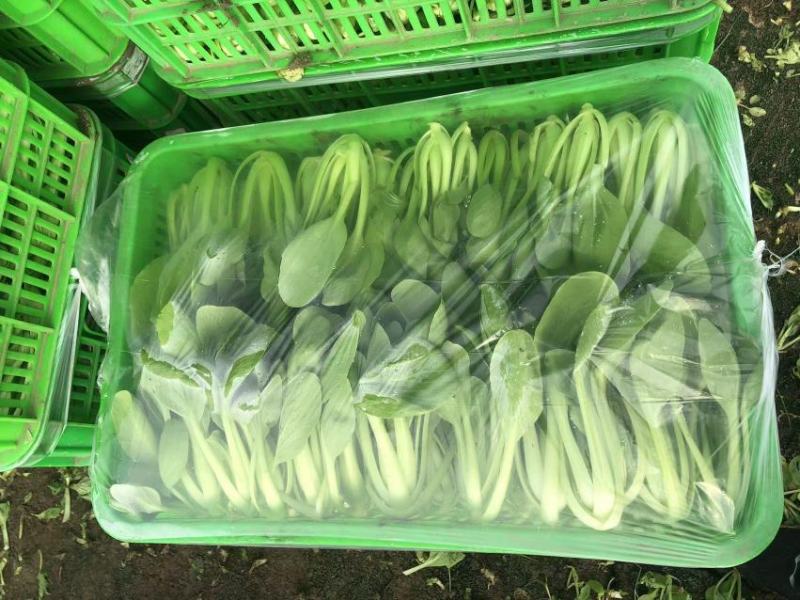 南通本地上海青，品相优良，价格实惠，货量充足，