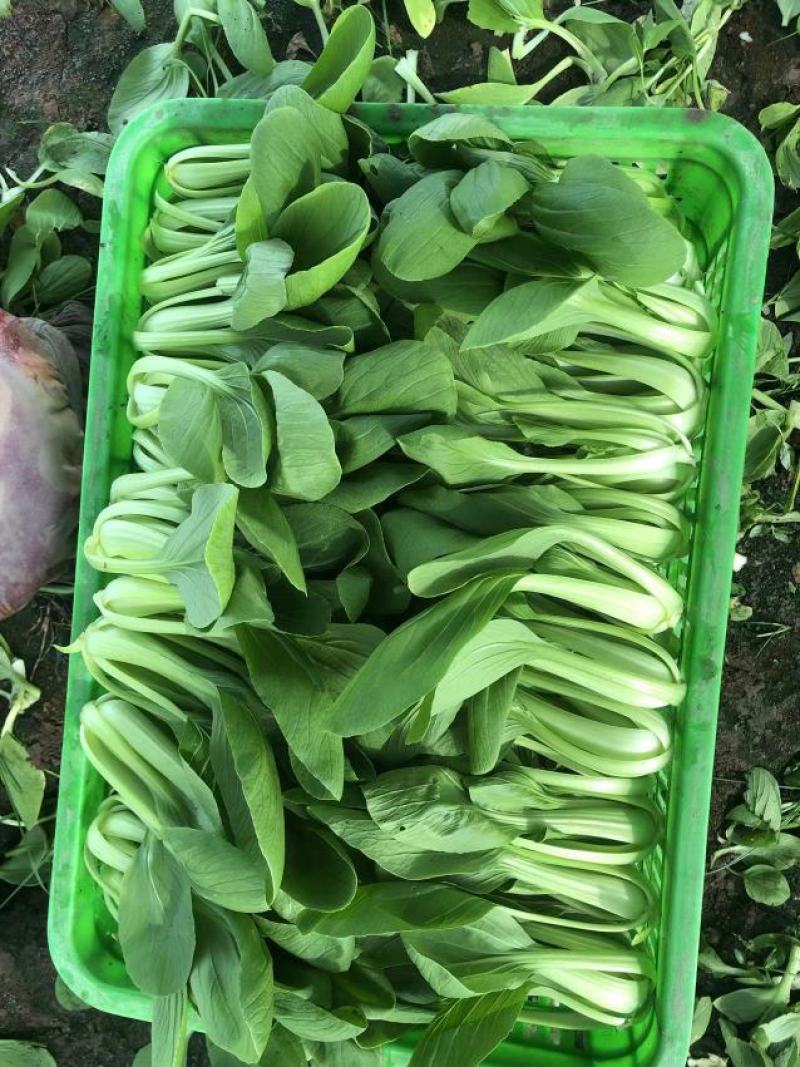 南通本地上海青，品相优良，价格实惠，货量充足，