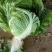 白菜，大白菜，鸡腿白菜，精品大白菜，基地直发全国供应