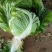 白菜，大白菜，鸡腿白菜，精品大白菜，基地直发全国供应