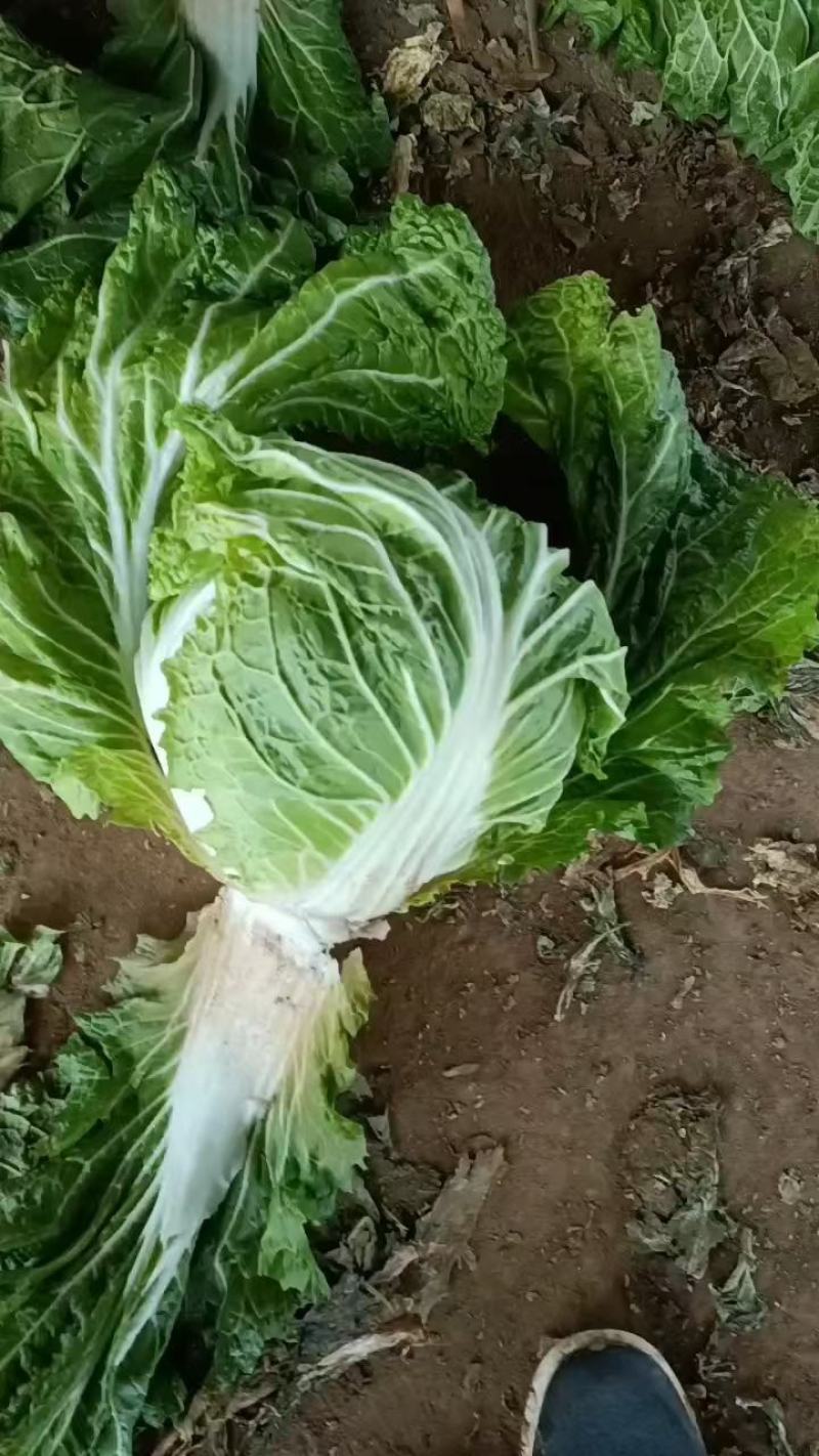 白菜，大白菜，鸡腿白菜，精品大白菜，基地直发全国供应