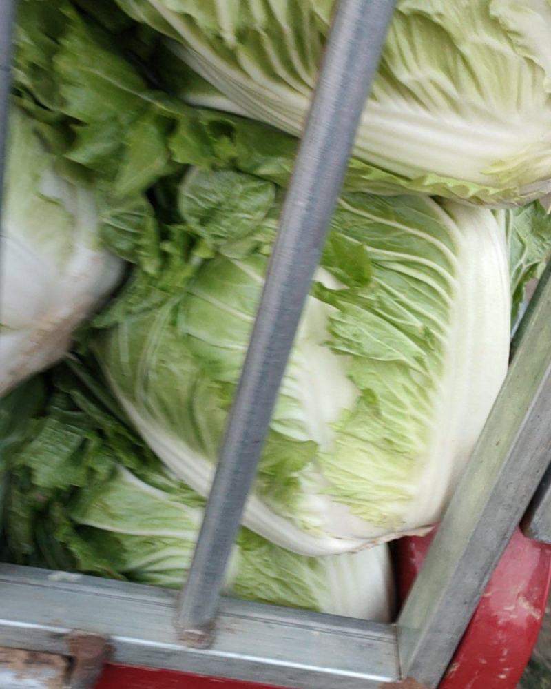 白菜，大白菜，鸡腿白菜，精品大白菜，基地直发全国供应