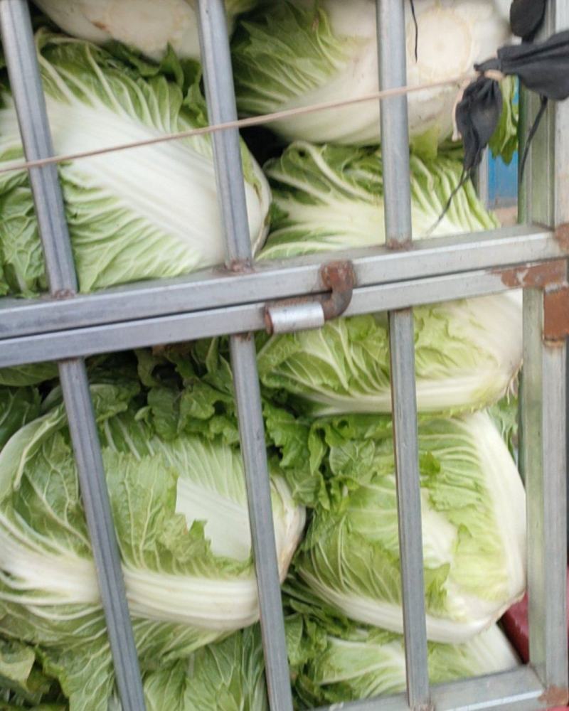 白菜，大白菜，鸡腿白菜，精品大白菜，基地直发全国供应