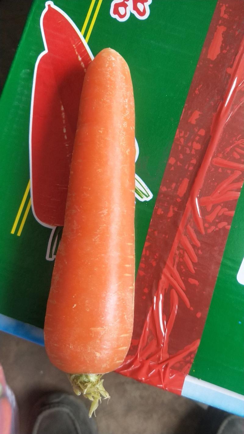 精品三红胡萝卜3两以上带土10厘米以上电商货源
