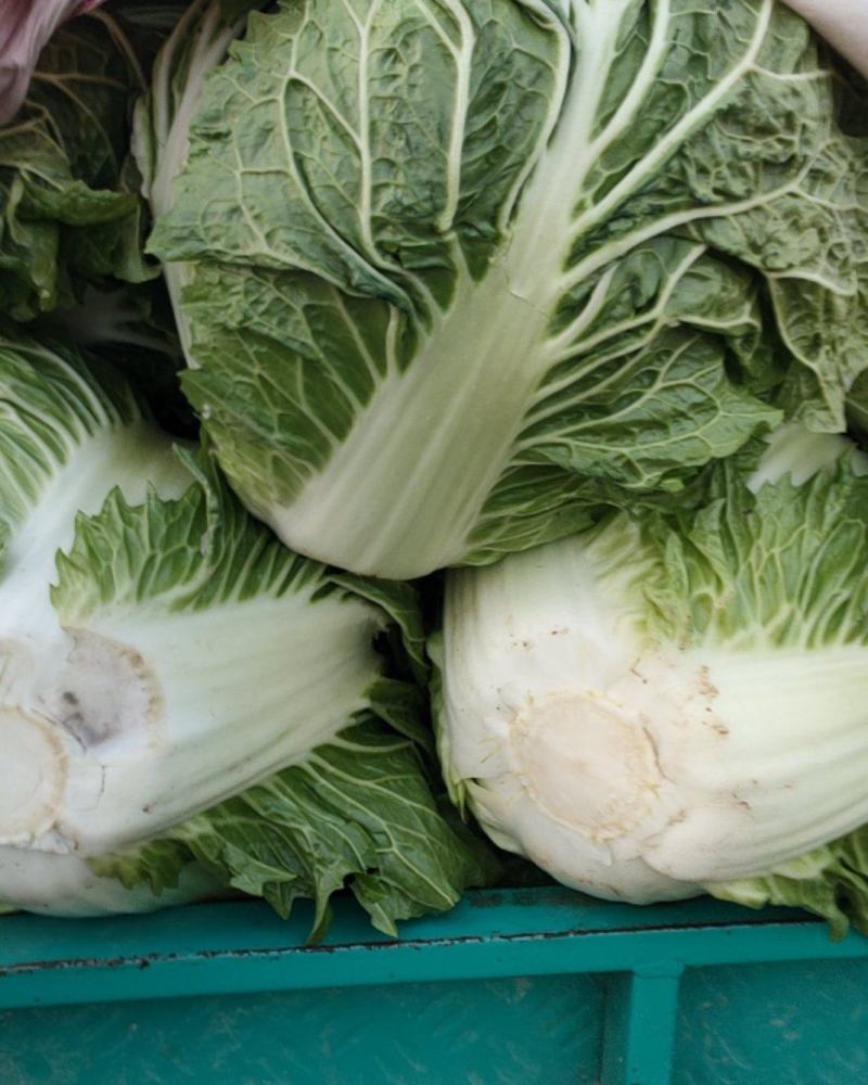 白菜，大白菜，鸡腿白菜，精品大白菜，基地直发全国供应