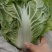 白菜，大白菜，鸡腿白菜，精品大白菜，基地直发全国供应