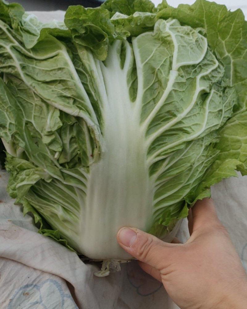 白菜，大白菜，鸡腿白菜，精品大白菜，基地直发全国供应