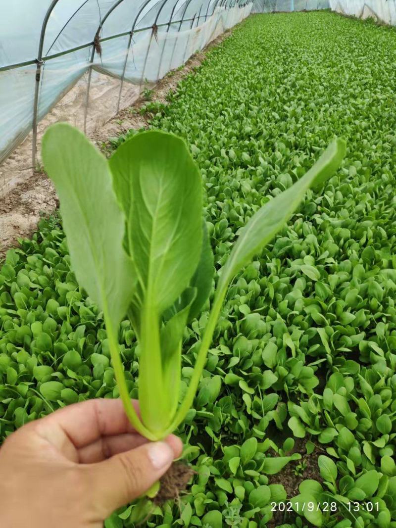 南通本地上海青，品相优良，价格实惠，货量充足，