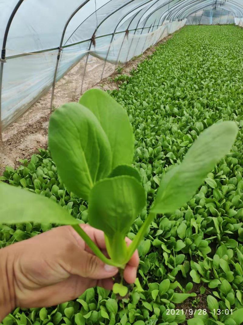 南通本地上海青，品相优良，价格实惠，货量充足，