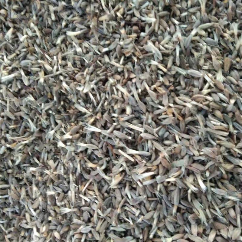 白术种子