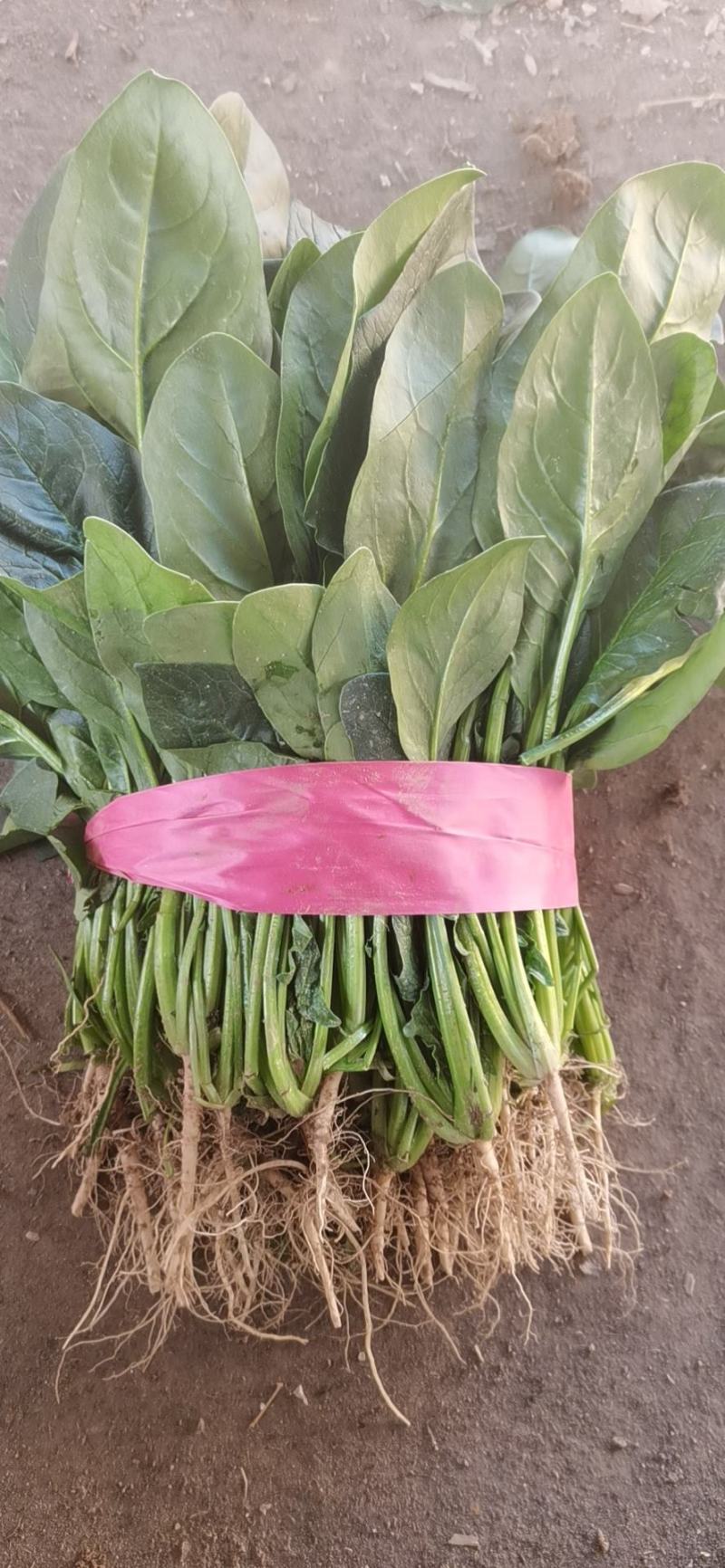 大棚菠菜优质小叶菠菜大量供应滑县菠菜支持视频看货代发