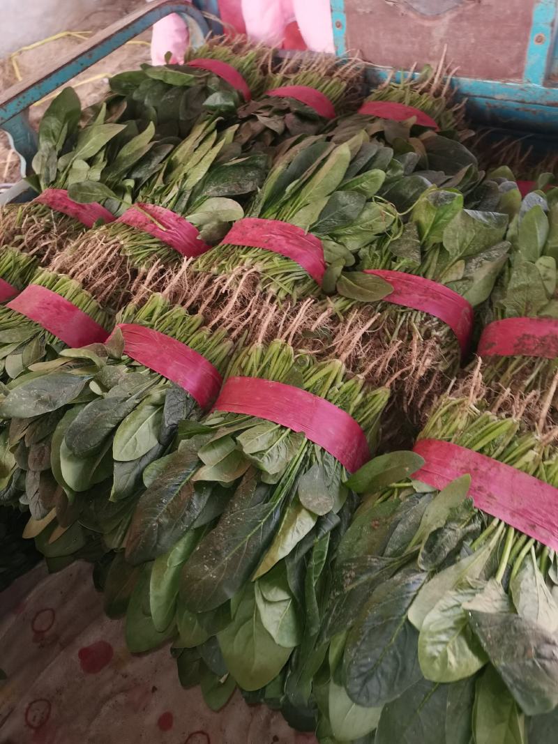 大棚菠菜优质小叶菠菜大量供应滑县菠菜支持视频看货代发