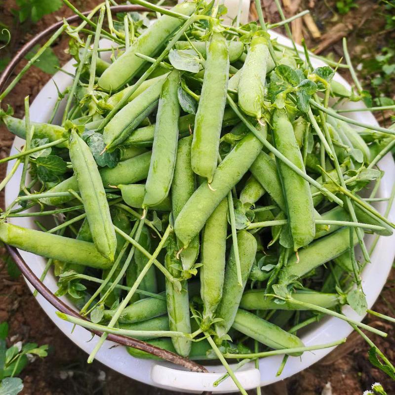 【好货】豌豆，云南省施甸长寿豆仁豌豆，货量充足，欢迎订购