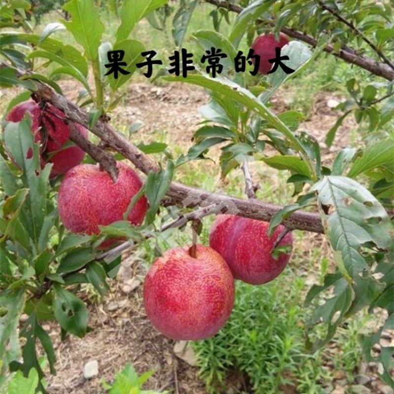 新品种红肉芙蓉李子苗果个大口感甜推荐！