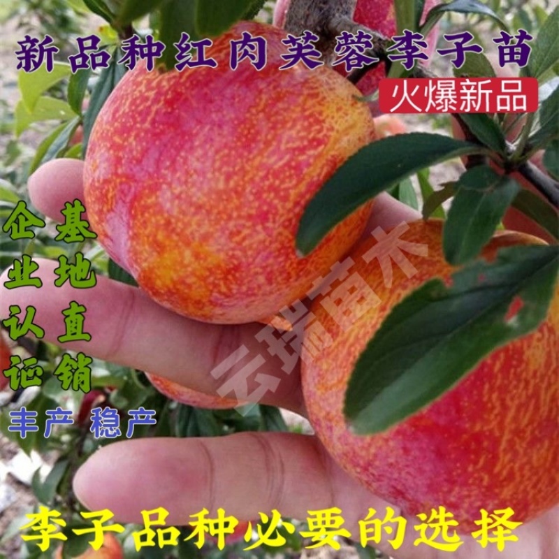 新品种红肉芙蓉李子苗果个大口感甜推荐！