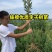 新品种红肉芙蓉李子苗果个大口感甜推荐！