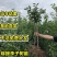 新品种红肉芙蓉李子苗果个大口感甜推荐！