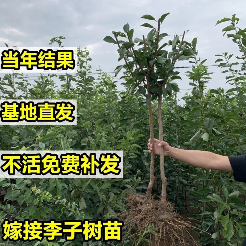新品种红肉芙蓉李子苗果个大口感甜推荐！