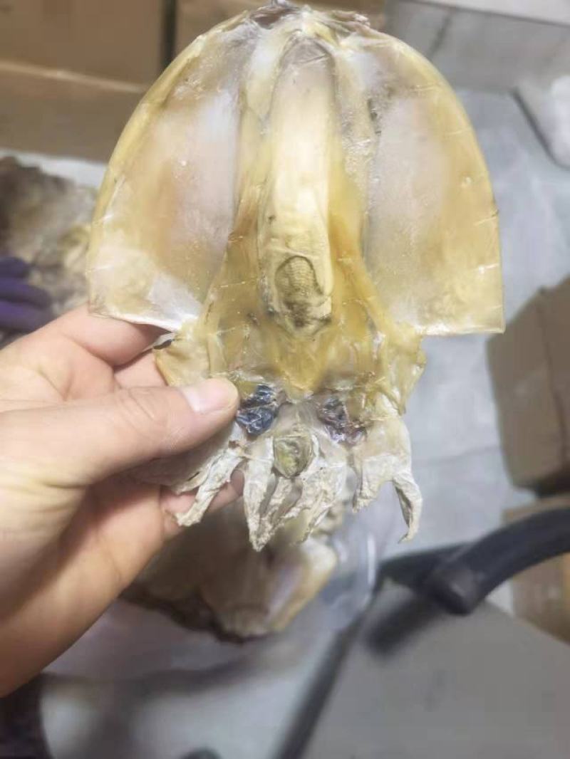 【爆品】东海墨鱼干自然晒干肉质鲜嫩浙江本港码头半淡海鲜