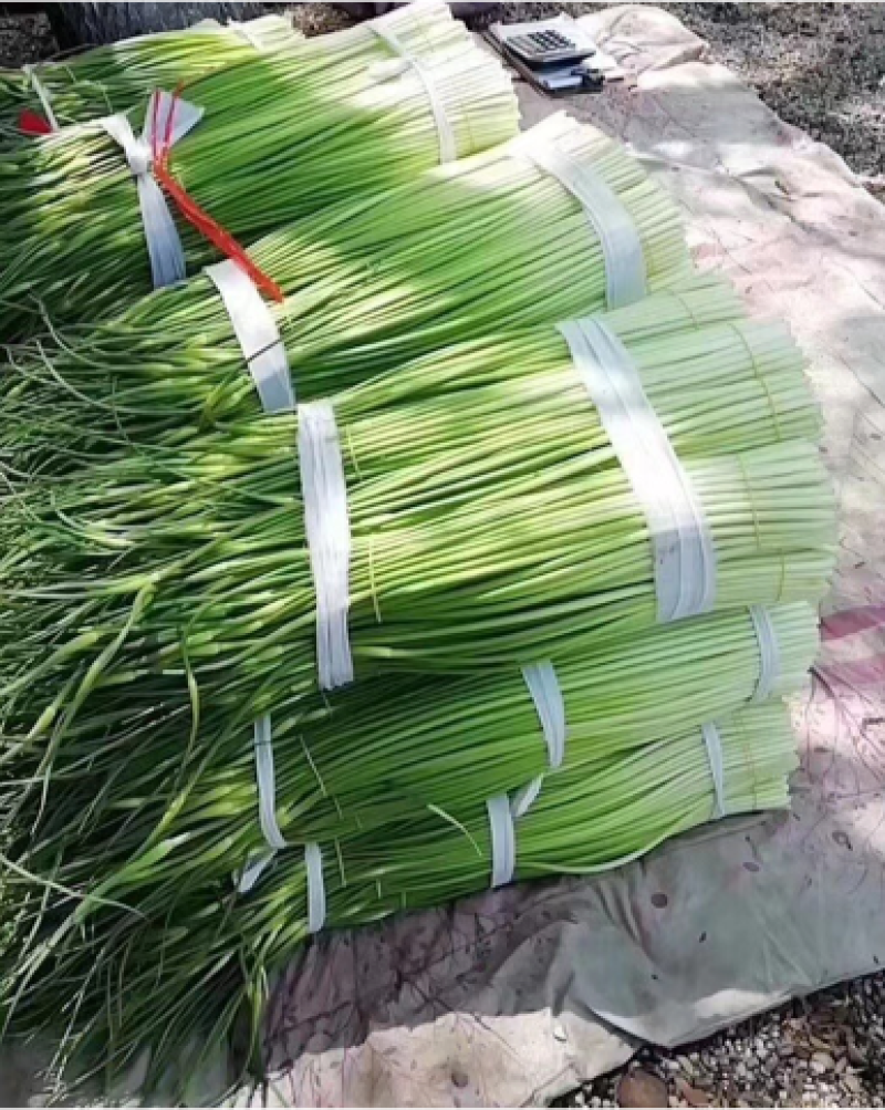蒜薹：白帽蒜苔/干苔无泡水/产地直发/保质保量60~70