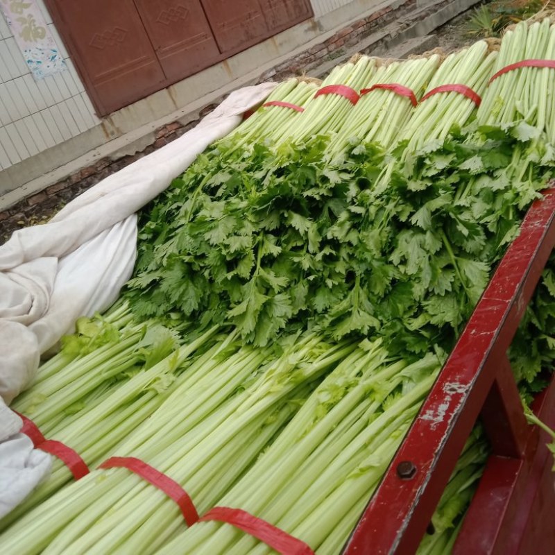 新鲜芹菜，需要的老板请与我联系