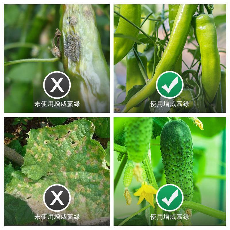 杜邦增威赢绿+易灵晚疫病霜霉病疫病农药杀菌剂